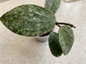 Hoya sp.Rangsan