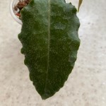 Hoya versteegii