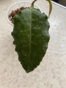 Hoya versteegii