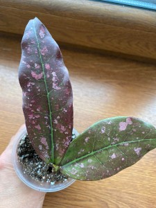 Buntok (sp Kalimantan SLM-01) silver spot