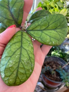 Hoya EPC-260