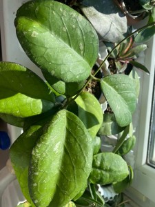 Hoya Priktai seedling