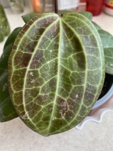 SP. Sarawak cream flowers