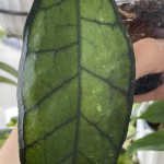 Callistophylla UT-158