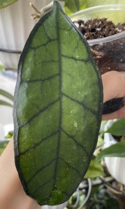 Callistophylla UT-158