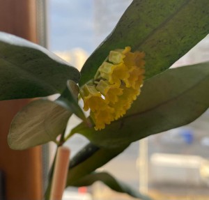 Hoya amicabilis