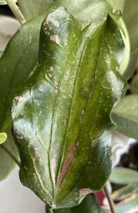 hoya erythrina long leaf
