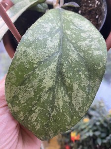 Hoya Bahoi