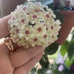 Hoya Matilde