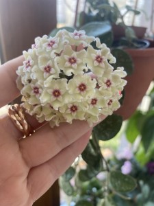 Hoya Matilde