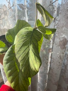 Hoya Meredithii Green