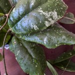 Hoya Mitrata 2