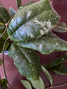 Hoya Mitrata 2