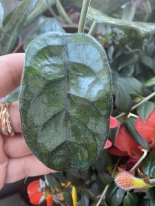 Hoya Vilosa cap dangvietnam