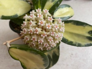 Hoya acuta var. (2)