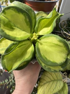 Hoya pachyclada variegata with elloy center