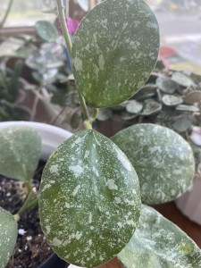 Hoya waymaniae splash