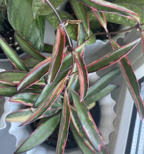 Kentiana albomarginata Lori Lun