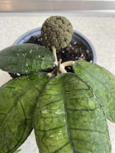 Sp. Perak