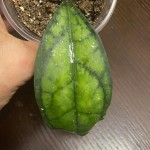 Hoya Black Cat