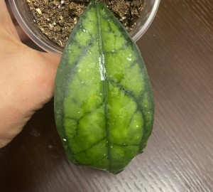 Hoya Black Cat
