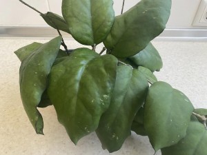 Hoya Hoya Seeds 002