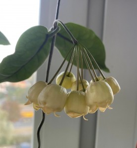 Hoya Inflata