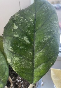 Hoya Svetlana EPC-959