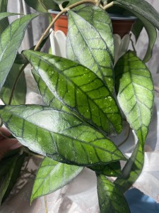 Hoya callistophylla UT-158 2