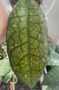 Hoya clemensiorum
