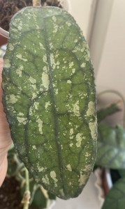 Hoya clemensiorum splash