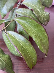 Hoya sv.SS 27-70 (Father is clemenciorum)