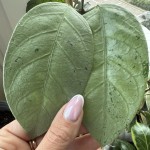 Coriacea Silver