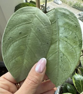 Coriacea Silver