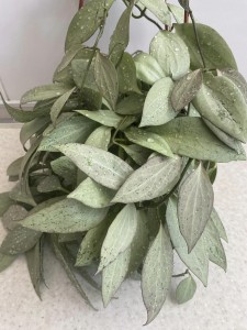 Hoya Nicholsoniae New Guinea Ghost 4