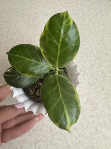 Hoya Obscura albo white margined leaves