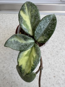 Hoya carnosa Argentea Princess