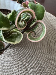Hoya carnosa Marianna