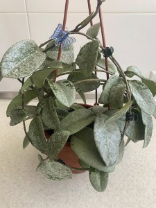 Hoya carnosa Nova Ghost