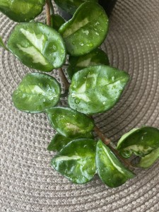 Hoya carnosa cv.Marlea variegata