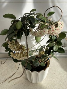 Hoya cv. Mathilde (2)