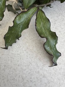 Hoya cv.SS 27-70(Father is clemensiorum)