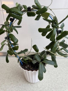 Hoya rotundiflora