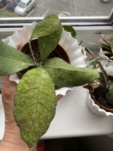 Hoya sp.Lata Iskandar