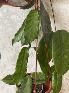 Hoya villosa (2)