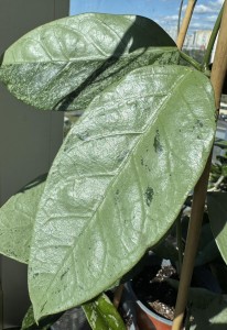 Coriacea Silver (2)