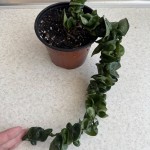 Hoya carnosa compacta