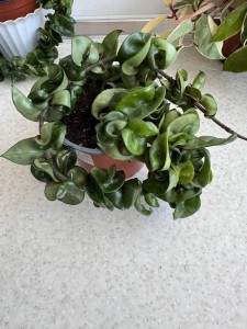 Hoya carnosa compacta (2)