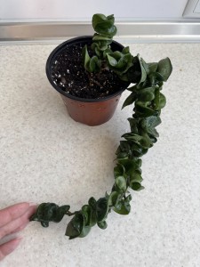 Hoya carnosa compacta