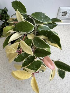 Hoya carnosa cv.Krimson Queen